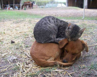 catdogsleep.jpg