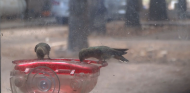 Hummingbirds 8-14-23  .jpg