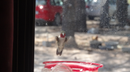 08-20-24 Red neck hummingbird .jpg