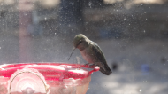 DSC03178.JPG