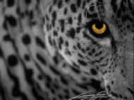 apple-mac-os-x105-leopard.jpg