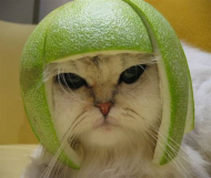 Lime Cat.jpg