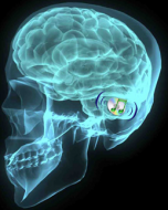 ibrain1011.jpg