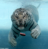 tigerDM2805_468x472.jpg