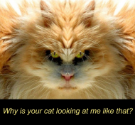 scary-cat2.jpg