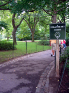 strawberry_fields01.jpg