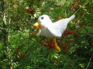 berries.jpg