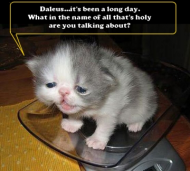 confused_tired_kitten2.jpg