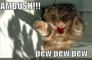 funny-pictures-ambush-cat.jpg