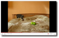 Screenshot-4.png
