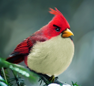 natural_angrybird_vb.jpg