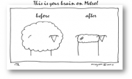 sheep2.gif