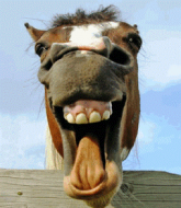 crazy-laughing-horse.gif