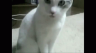 surprised-cat_o_GIFSoup.com.gif