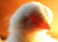 albinobabycockerel.jpg