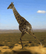 m7M1WAB.gif
