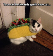 Taco Cat.png