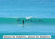 anim shark dolphins.png