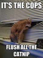 cat Flush The Capnip.png