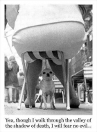 dog Fear No Evil.png