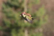 Weasel photographed flying on woodpecker's back.jpg
