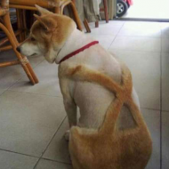 Dog Haircuts Gone Really Wrong.jpg