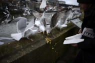 gulls n fries.jpg