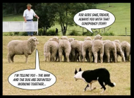 Conspiracy theory - sheepdog trials.jpg