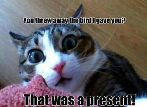 Cat Bird Present.png