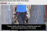 Duck's firt swim.jpg