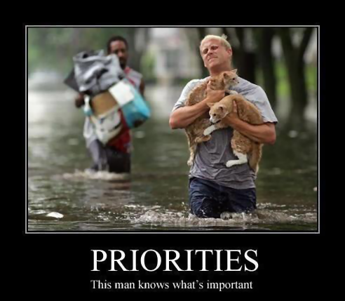 Cat Priorities.png