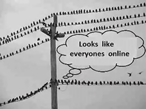 birds online.png