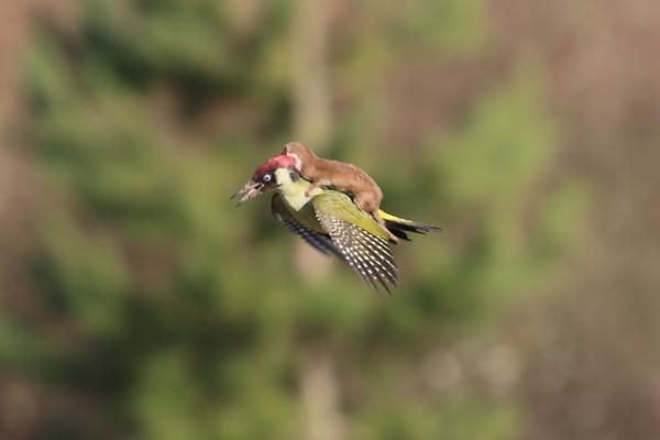 Weasel photographed flying on woodpecker's back.jpg
