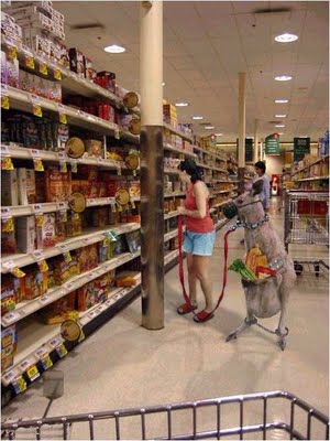 kangaroo-shopping.jpg