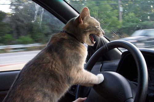 cat_road-rage.jpg