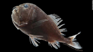 This pitch-black fish has a disappearing act scientists just solved.jpg