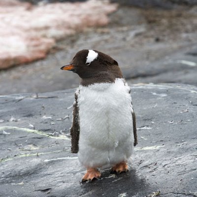 penguin.jpg