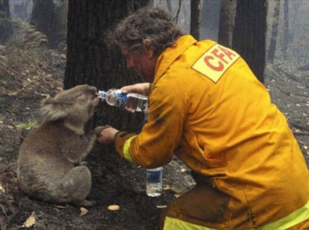 koalacuteness12.jpg