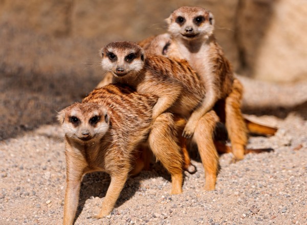 Meerkat-600x441.jpg