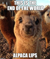 alpacalips.png