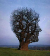 Amazing Human Faced Tree.jpg