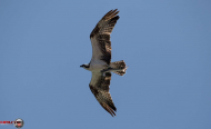 Photographer snaps picture of bird carrying shark that is carrying fish.jpg