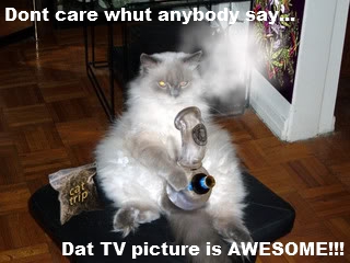 TV stoned_cat.jpg
