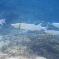 Fish With Lost Wedding Ring Wrapped Around Body Spotted by Snorkeler.jpg