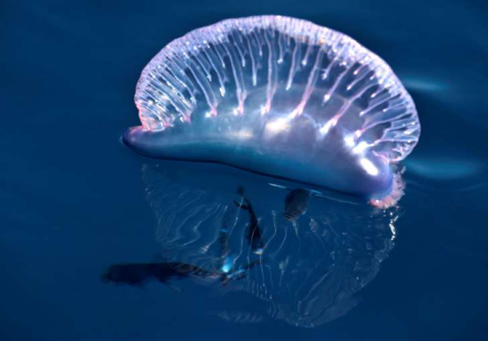 Portuguese man o' war.png