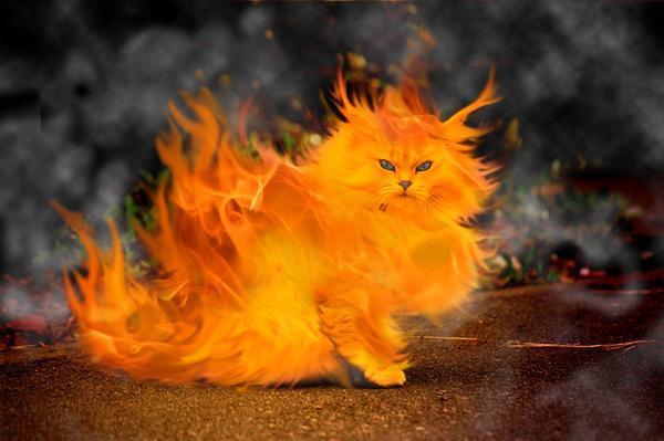 BurningCat.jpg