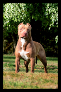 American Pit Bull Terrier 01 by guipatto.jpg