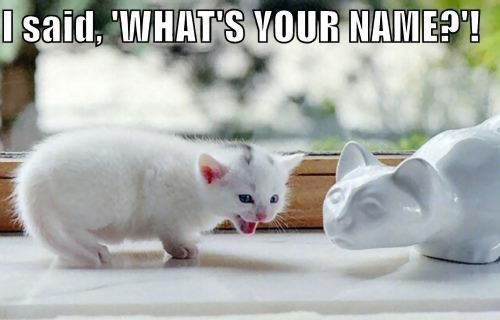 Cat Name Please.png
