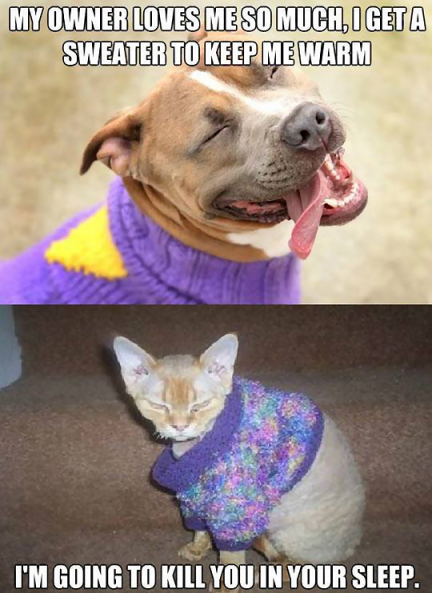 Cats dogs sweaters.png