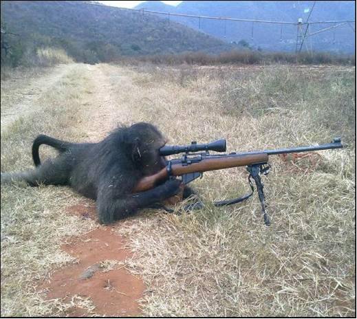 Monkey With Rifle.jpg